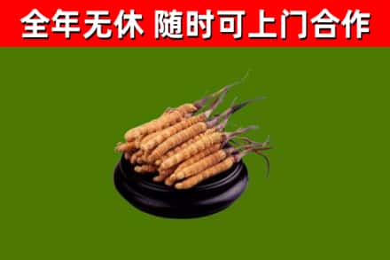 盘锦烟酒回收冬虫夏草.jpg